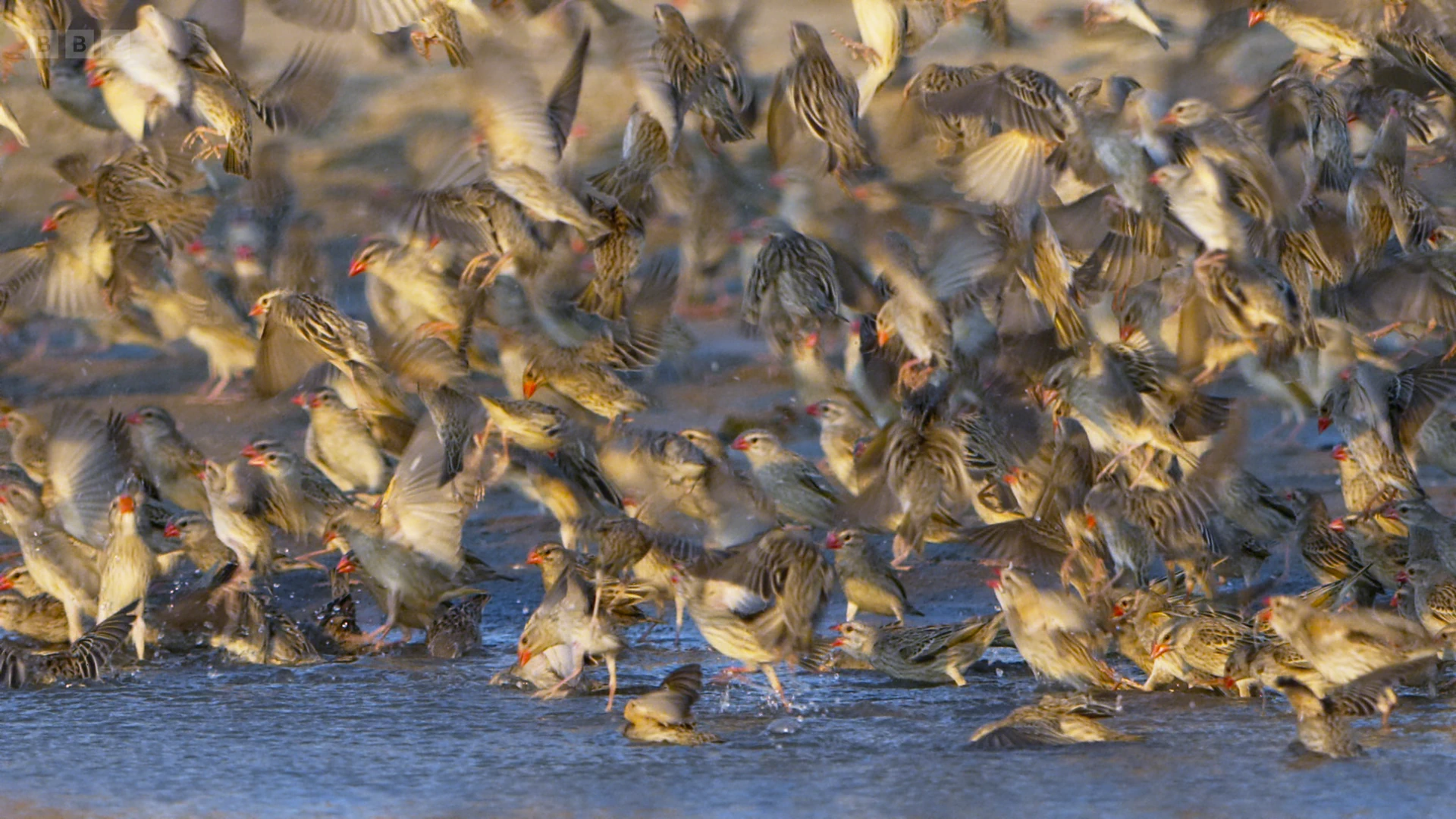 Red-billed quelea (Quelea quelea lathamii) as shown in A Perfect Planet - Weather